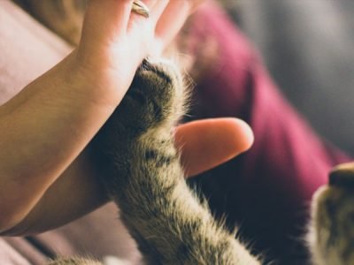 pet-responsabilidade-civil